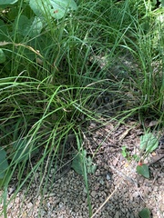 Carex cherokeensis
