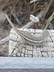 Sceloporus consobrinus