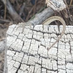 Sceloporus consobrinus
