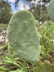 Opuntia cacanapa