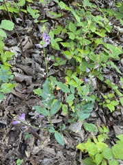 Desmodium cuspidatum