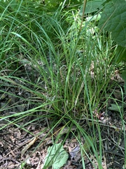 Carex cherokeensis
