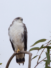 Geranoaetus polyosoma polyosoma
