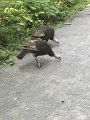 Meleagris gallopavo silvestris