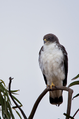 Geranoaetus polyosoma polyosoma