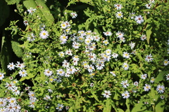 Symphyotrichum prenanthoides