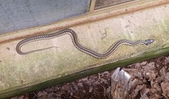 Thamnophis sirtalis sirtalis