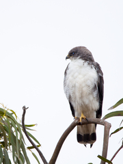 Geranoaetus polyosoma polyosoma