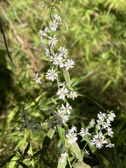 Symphyotrichum urophyllum