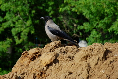 Corvus cornix