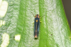Cicadellinae
