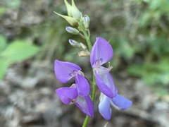 Desmodium cuspidatum