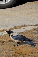 Corvus cornix