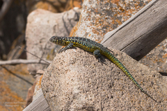 Liolaemus zapallarensis