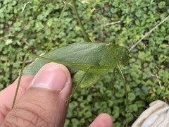 Tettigoniidae