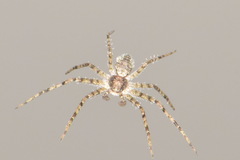 Philodromus