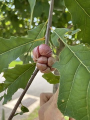 Andricus quercusstrobilanus