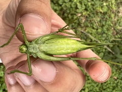 Tettigoniidae