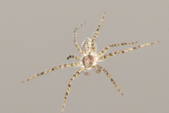 Philodromus
