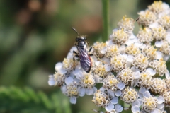 Sphecodes