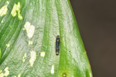 Cicadellinae