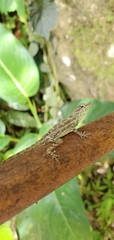 Anolis stratulus