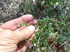 Clinopodium nepeta