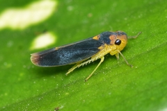 Cicadellinae