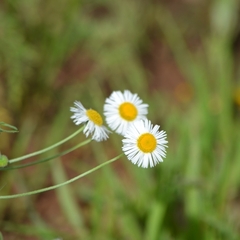 Erigeron coulteri