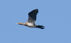 Microcarbo pygmaeus