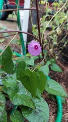 Ipomoea trifida