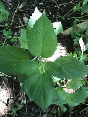Agastache nepetoides