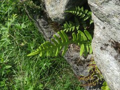 Polypodium vulgare