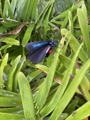 Eumaeus atala