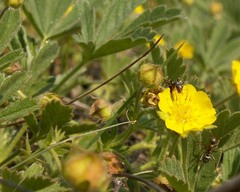 Potentilla incana