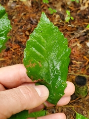 Quercus muehlenbergii