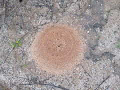 Acromyrmex versicolor