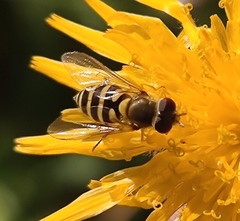 Syrphus