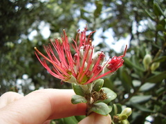 Metrosideros kermadecensis