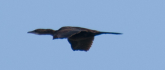 Microcarbo pygmaeus