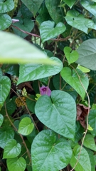 Ipomoea trifida