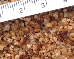 Acromyrmex versicolor