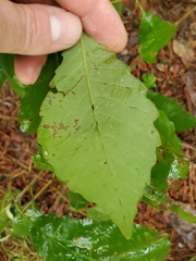 Quercus muehlenbergii