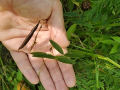 Lathyrus ochroleucus
