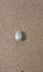 Piezodorus guildinii