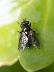 Rhinophoridae
