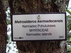 Metrosideros kermadecensis