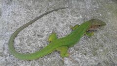 Lacerta viridis