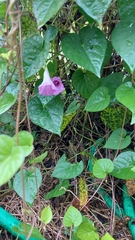 Ipomoea trifida