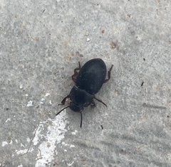 Tenebrioninae